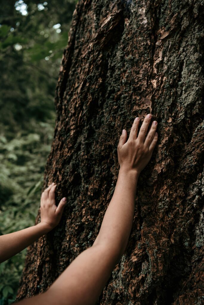 Two hands gently touch a tree trunk in a lush forest, symbolizing connection with nature.